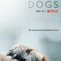 爱犬情深 第一季 Dogs Season 1 (2018) 