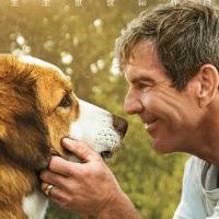 一条狗的使命2 A Dog's Journey (2019) 